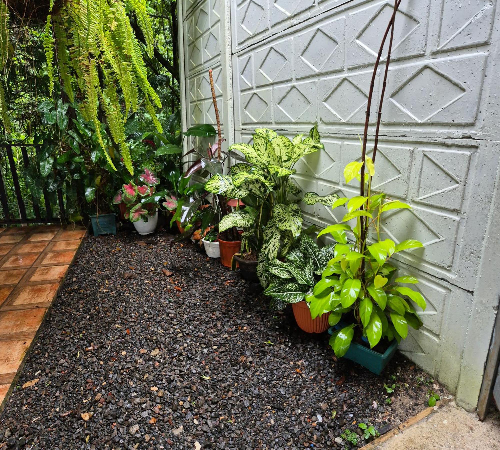 Casa Arboleda-Full House By The River And Forest And Gardens San Francisco (Alajuela) Exterior foto